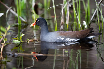 Coot Springs