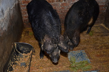 Domestic pig in the sty.Mangal pig breed