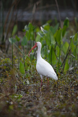 Wakulla Wildlife