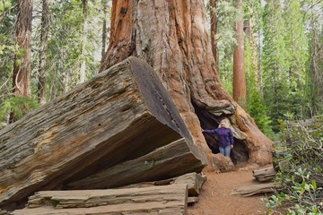 Sequoia & Kings Canyon National Parks, California USA. Woman turist admiring  giant sequoia tree.