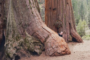 Sequoia & Kings Canyon National Parks, California USA. Man tourist hiding among giant sequoias.