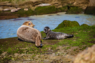a baby seal and its mother sun tanning on the beach