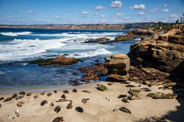 seals and their babies at the childs pool in la jolla 