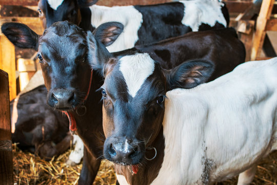 Calves in a farm stable