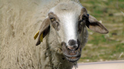 Retrato de oveja. Segovia, España