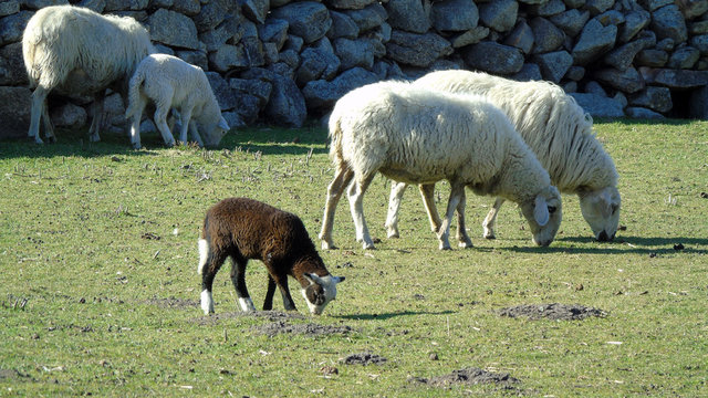 Rebaño de ovejas pastando.