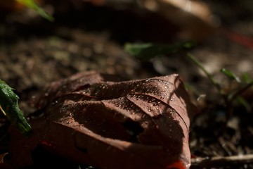 Autumn