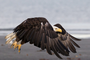 Bald eagle
