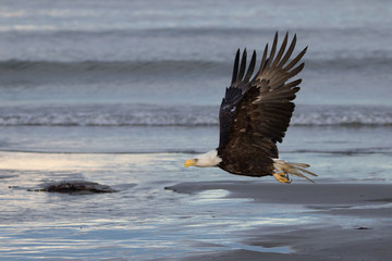 Bald eagle