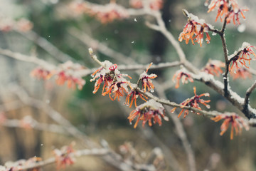 Witchhazel flower in the snow