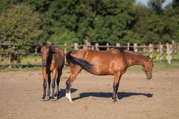Horses in the stable and in the pen in the sun