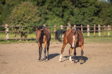 Horses in the stable and in the pen in the sun