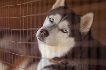 Husky dogs in the cage behind bars