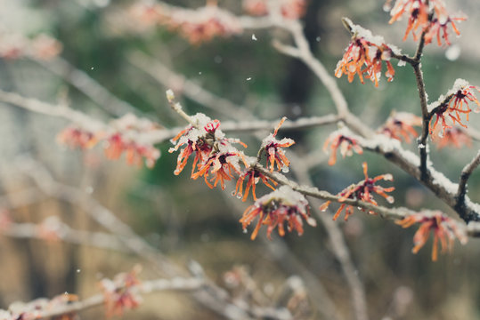 Witchhazel Flower In The Snow