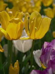 Close up of yellow tulips, with blurry background 