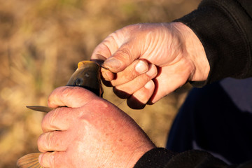 Angler with fish at Lake Balaton, Hungary