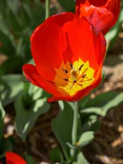 Medium closeup downward shot of a red tulip with blurred red tulips in the background