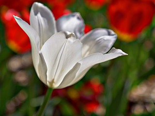 Extreme closeup of a white tulip with blurred red tulips in the background