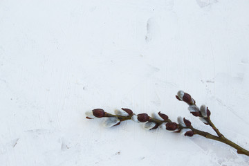 Willow branch on a light background. Spring background. Traditional Easter background.