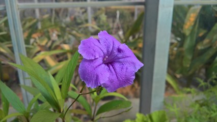 Purple Flower in Greenhouse