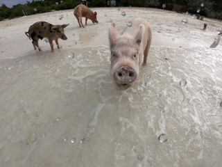  Swimming pigs at the shores of the Major Cays in the Bahamas, with one pig looking straight at the camera