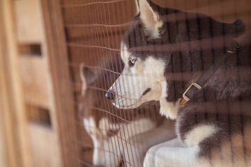 Husky dogs in the cage behind bars