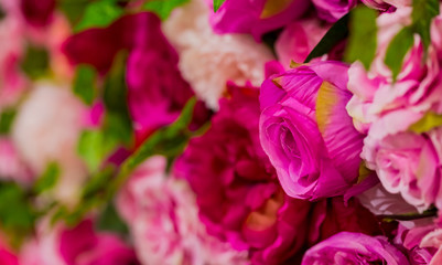 Pink and Purple Roses for Romantic Valentines Day