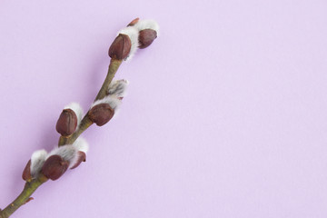 Willow pussy on a light background.  Copy space. Traditional Easter background. Spring background. Close-up.