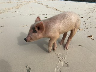A swimming pig walks on the shore of the Pig Island in the Bahamas after getting no more food from the tourists
