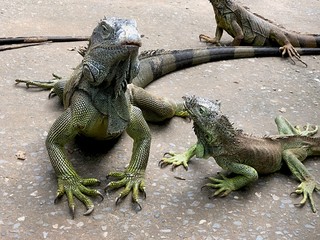  Medium wide shot of three green iguanas on the beach 