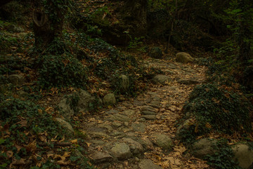 fairy tale mystic forest and paves curved narrow track road path way for unknown wayfarer in shadows from trees, atmospheric landscape environment photography