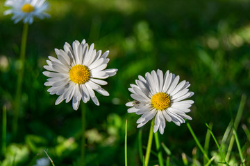 stokrotki © peter_313