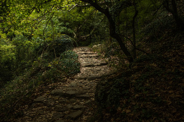 stone paves stairway path way for unknown traveler in deep dark mystic fairy tale forest beautiful nature landscape environment 