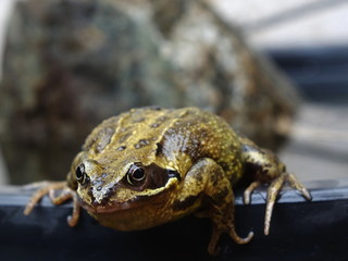 The Eye of a Toad, Showing a Pupil Reflection of a Back Door of a Home and Part Shown White Chair, with a Blurred Bucket of Water and Rock Background.