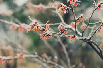 Witchhazel flower in the snow