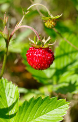 Fragaria vesca