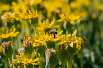 Close up shot of a Pyrethrum pulchrum blossom with a bee working