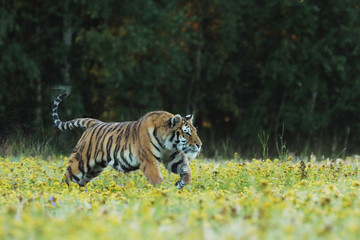 Tiger with pink and yellow flowers. Siberian tiger in beautiful habitat - Pathera tigris altaica