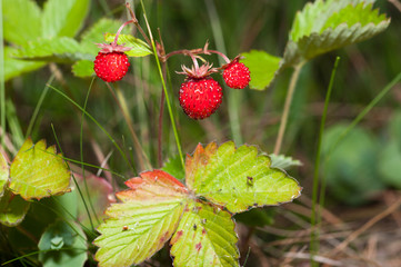 Fragaria vesca