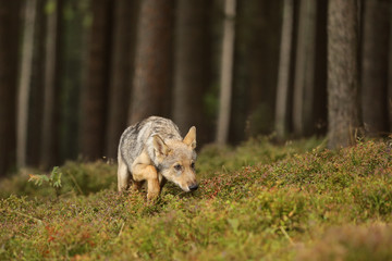 Canis lupus - Young cub of Grey wolf sniffing in forest