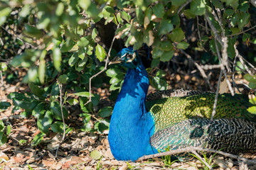 Obraz premium Peacock sitting in the forest
