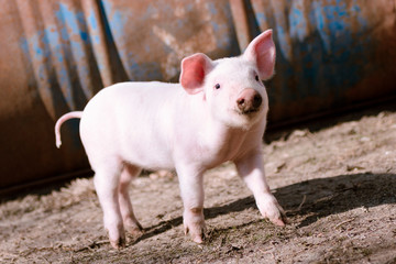 cute little pig
