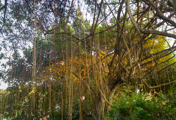 Tree with creepers Siam Reap Cambodia
