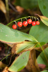 Convallaria majalis