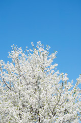 Branches of many flowers on the background of the sunny sky