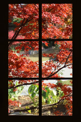 Pretty autumn maple leaves viewed through a black framed paned window - with elephant ears and a drive