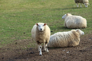 Obraz premium Schafe auf der Wiese