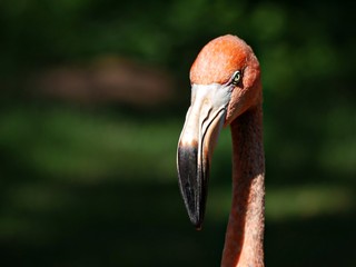 Closeup shot of an American Flamingo’s head and neck, facing front with a dark background