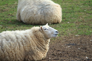 Schafe auf der Wiese