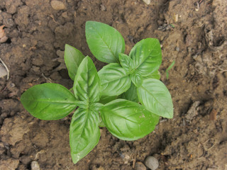 fresh basil plant in a vegetable garden